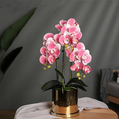 Padise Epoch Orchid Arrangement in Pink | 22.05 H x 7.87 W x 7.87 D in | Wayfair PadiseEpochebc41cc