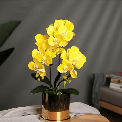 Padise Epoch Orchid Arrangement | 22.05 H x 7.87 W x 7.87 D in | Wayfair PadiseEpoch900d1d5