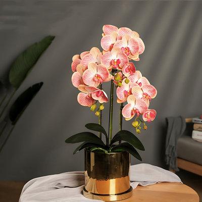 Padise Epoch Orchid Arrangement | 22.05 H x 7.87 W x 7.87 D in | Wayfair PadiseEpochb15f826