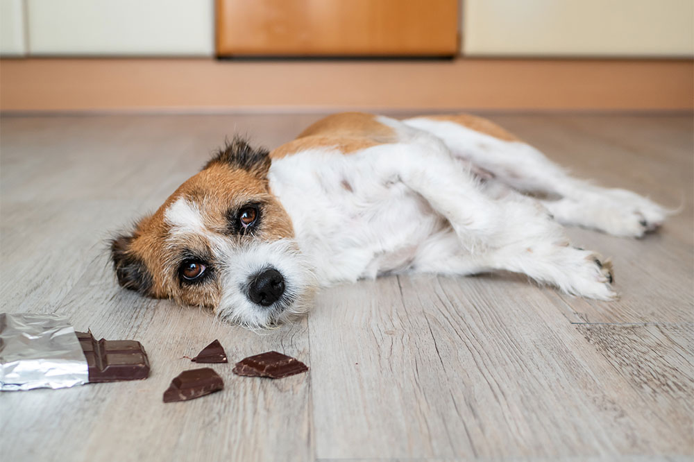 10 foods that are toxic for dogs