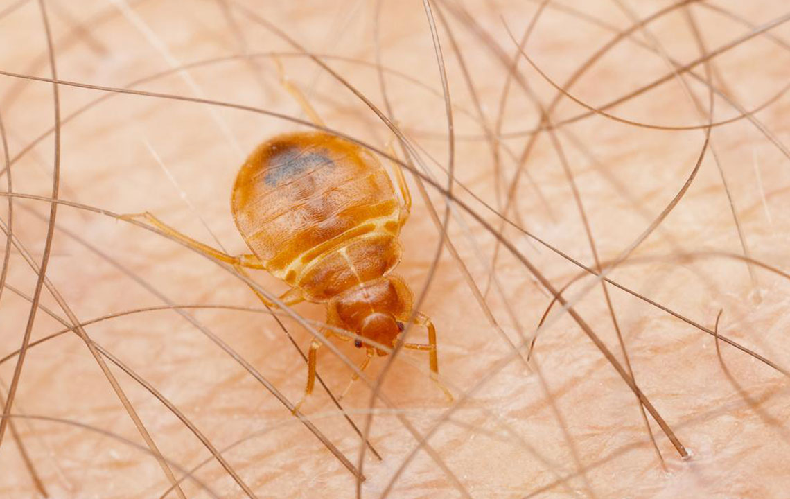 Five tips to keep your home free of bed bugs
