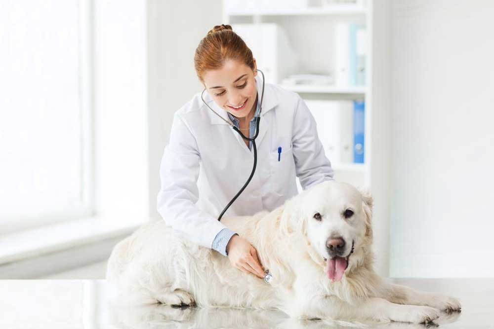 Two of the Best Pet Insurance Companies of 2018