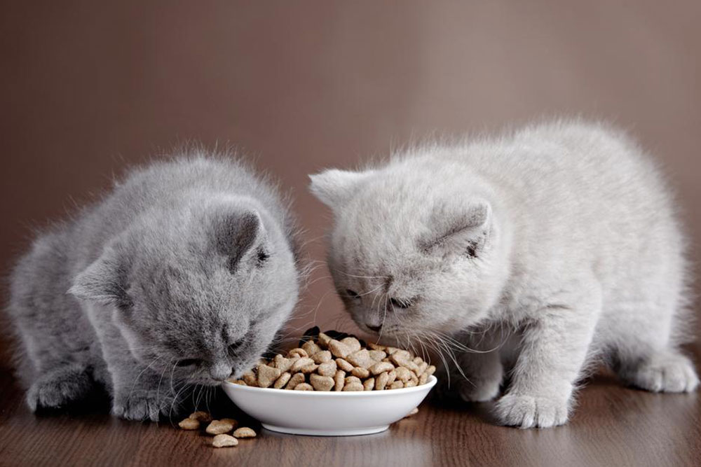 Top four cat food brands and their reviews