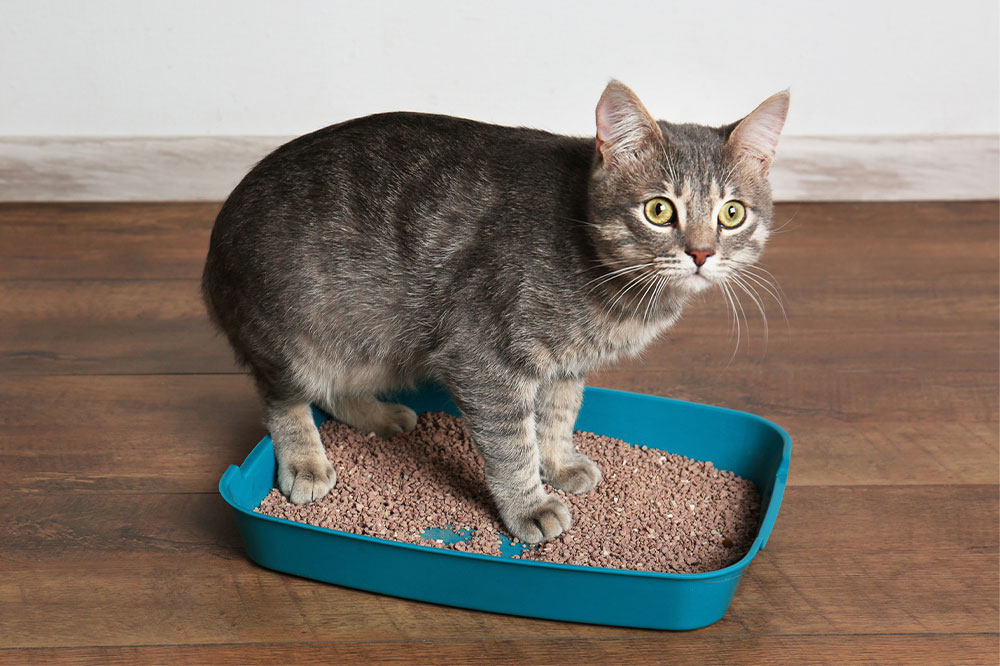 How to solve cat litter box problems
