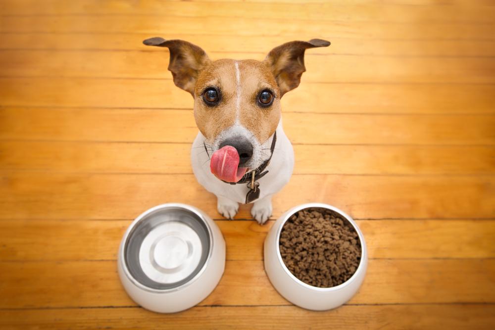 3 Best Dog Food Brands For Growing Puppies