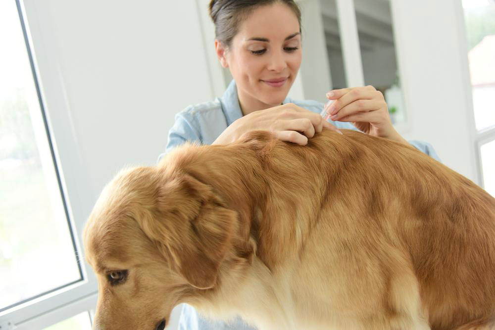 3 effective flea and tick treatments for your dog