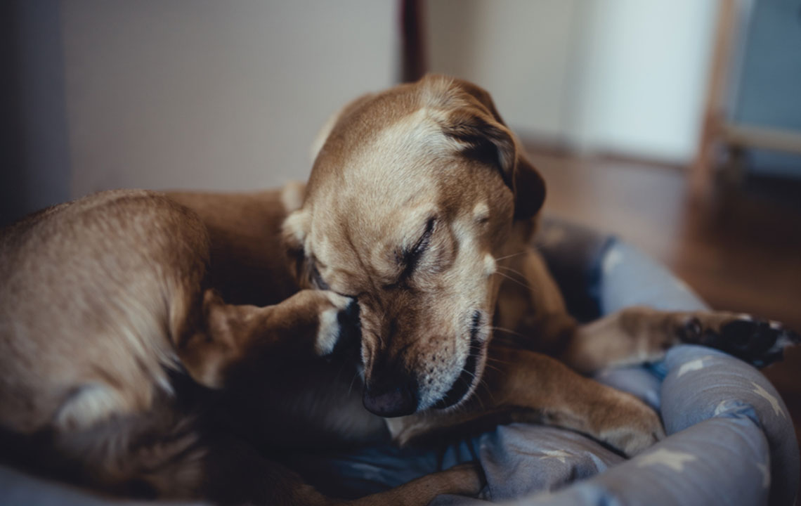 7 Effective Flea Treatments for Your Beloved Canine