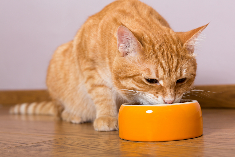 A Buying Guide for Cat Food