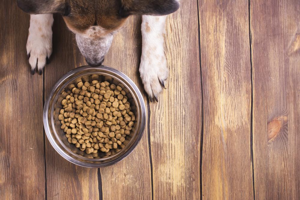 A Guide to Choosing the Best Dog Food
