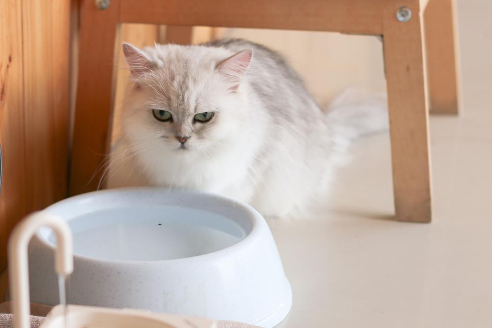 Best vet-recommended foods for your pet cat