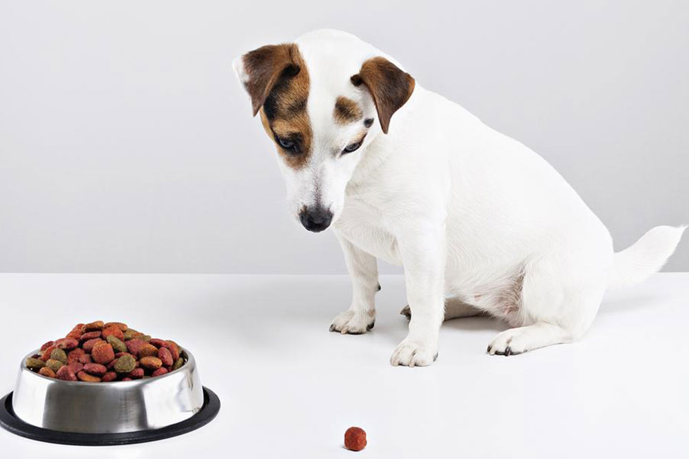 How to develop healthy eating habits for your dog