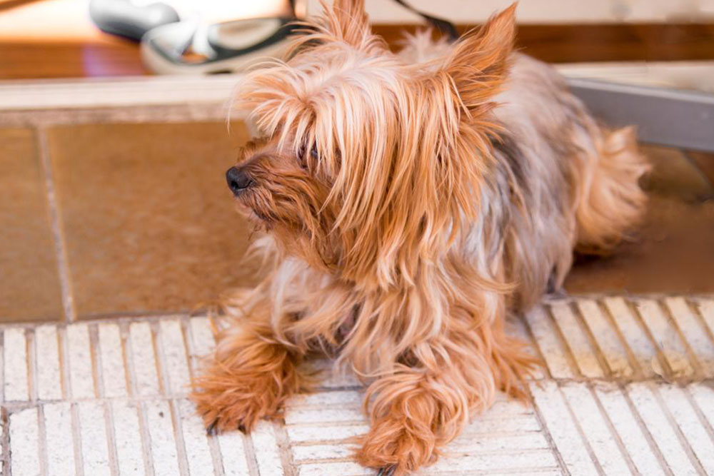 Home remedies for flea infestation