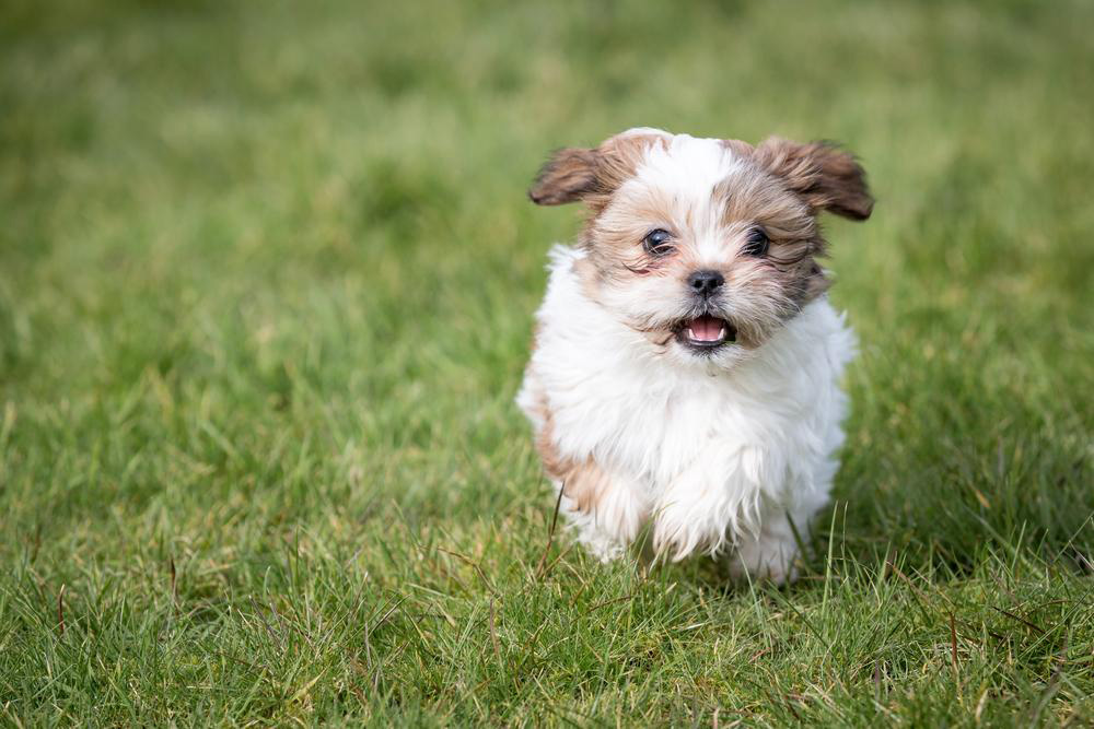 Shih Tzu puppies sale in the US