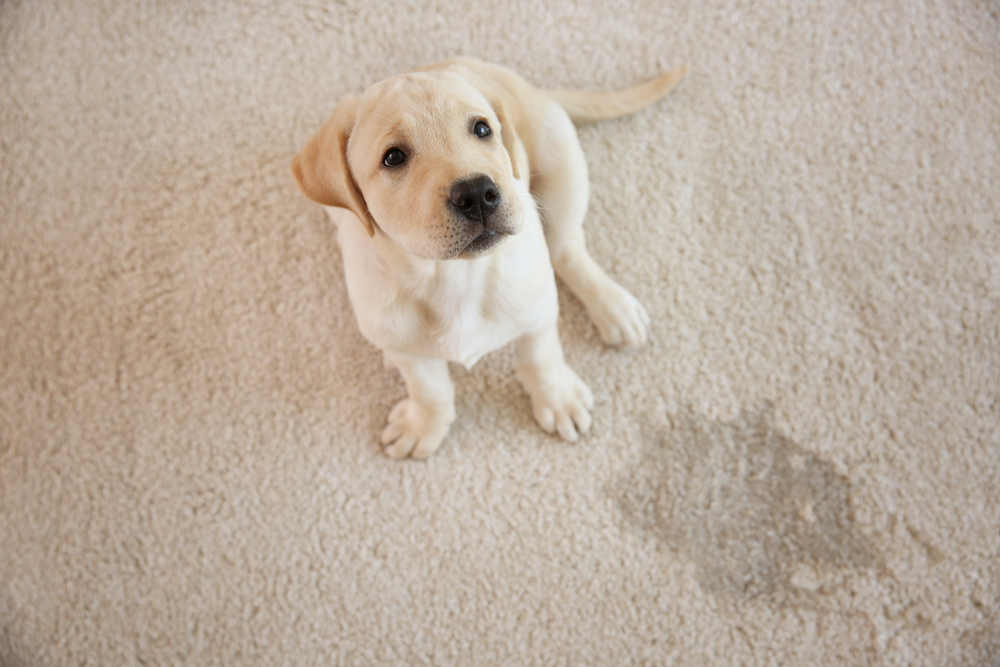 Popular Techniques and Products for Removing Pet Stains