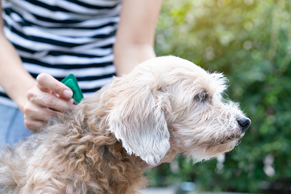 Home remedies to prevent flea and tick infestations