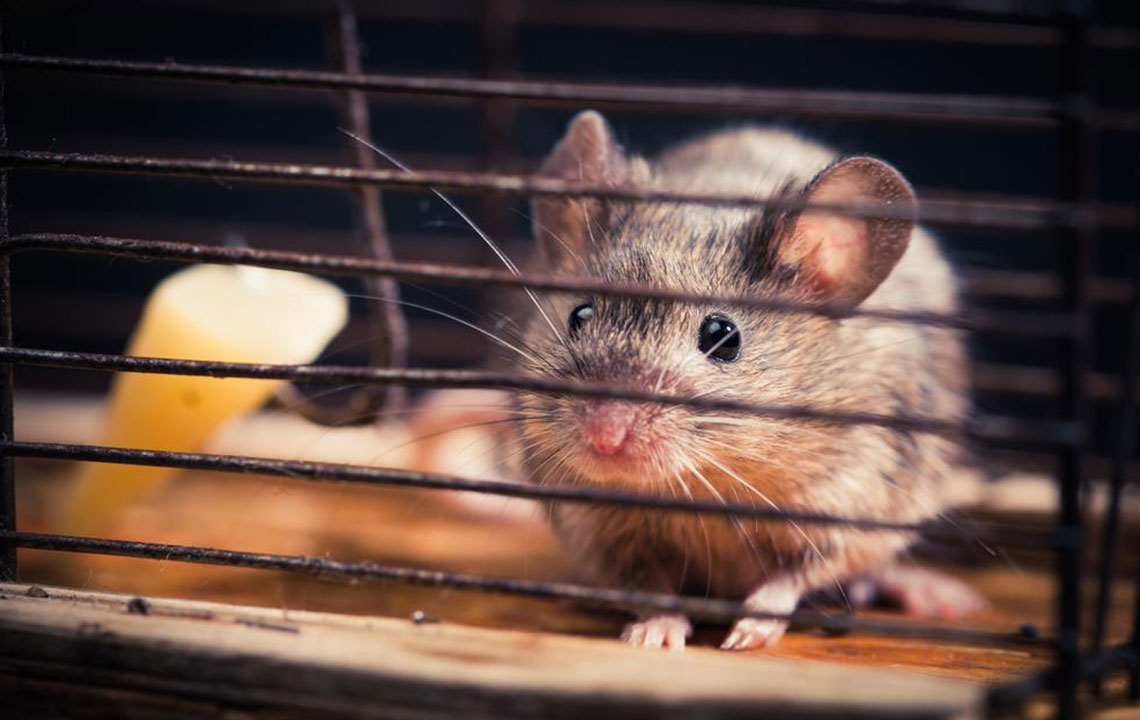 Five questions to ask before you hire a rodent pest control expert