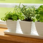 Baskets for Indoor Plants - Baskets for Indoor Plants