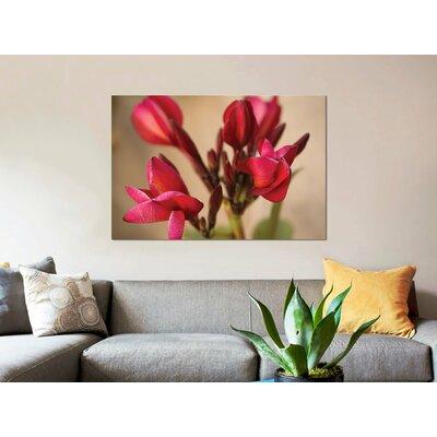 East Urban Home 'Guadalupe Fernandez Plumeria, Multi-Colored Flower from Yucatan' Photographic Print on Canvas Canvas/Metal in Pink | Wayfair