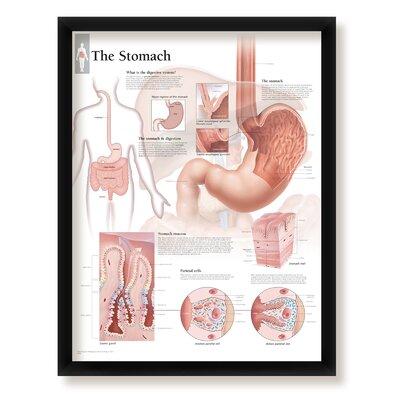 WallsThatSpeak Framed Medical Poster The Stomach 22
