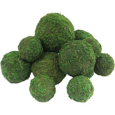 Primrue Moss Ball Preserved Natural Green Decorative Moss Ball Hanging Balls Table Decor Bowl Vase Filler For Garden Weddings Display Home Party Display Props