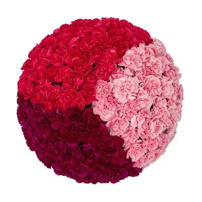 Mini Carnations, Assorted (50 stems)