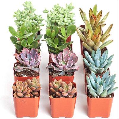 Arlmont & Co. | 12 Pack Live | Fully Rooted - Assorted Indoor/Outdoor House Plants & Decor For Garden, Home, & Office - 2" Pots in Brown | Wayfair