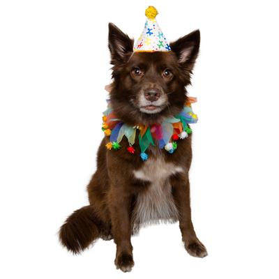 Pet Krewe Birthday Hat and Celebration Collar for Dogs, Large, Multi-Color