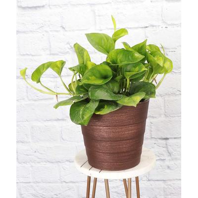 Thorsen's Greenhouse Indoor Pre-Planted Plants - Live Global Green Pothos in Copper Contemporary Pot