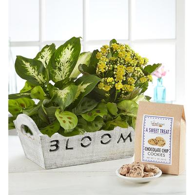1-800-Flowers Seasonal Gift Delivery Bloom Dish Garden Bloom W/ Cookies | Happiness Delivered To Their Door
