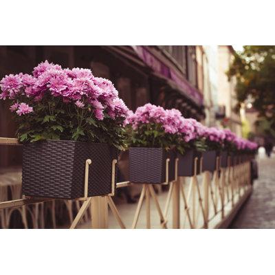 Ebern Designs Pink Flowers in Pots Near Cafe - Wrapped Canvas Photograph Metal | 32 H x 48 W x 1.25 D in | Wayfair 0791ED408EB14982A4C50B2AF4A7BE6F