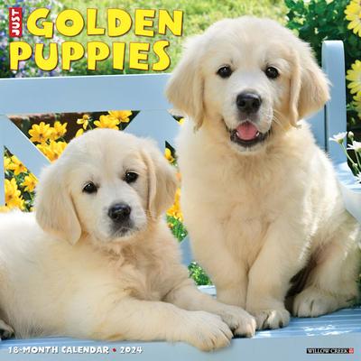 Just Golden Puppies 2024 Wall Calendar, 12" L X 12" W, Large, 12 IN