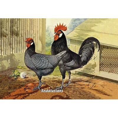 Buyenlarge Andalusians (Chickens) Painting Print in Black/Brown | 28 H x 42 W x 1.5 D in | Wayfair 0-587-05642-8C2842