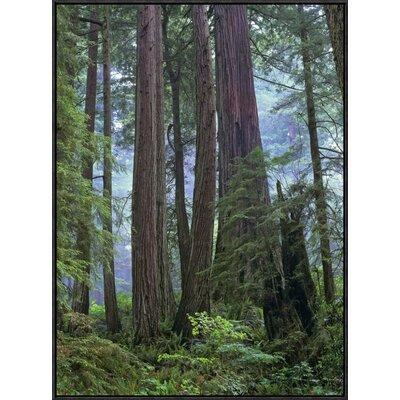 Global Gallery Old Growth Forest of Coast Redwood Stand Del Norte Coast Redwoods State Park | 32 H x 24 W x 1.5 D in | Wayfair GCF-397082-2432-175