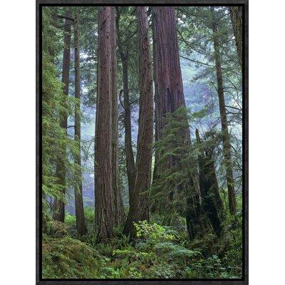 Global Gallery Old Growth Forest of Coast Redwood Stand Del Norte Coast Redwoods State Park | 16 H x 12 W x 1.5 D in | Wayfair GCF-397082-1216-175