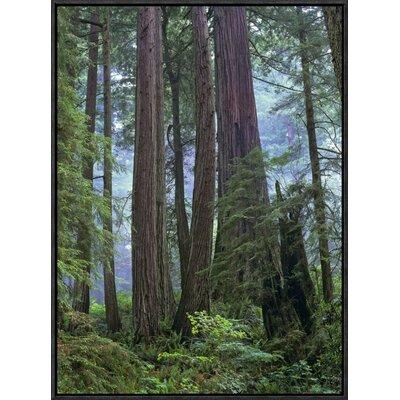 Global Gallery Old Growth Forest of Coast Redwood Stand Del Norte Coast Redwoods State Park | 24 H x 18 W x 1.5 D in | Wayfair GCF-397082-1824-175