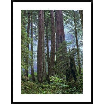Global Gallery Old Growth Forest of Coast Redwood Stand Del Norte Coast Redwoods State Park | 38 H x 1.5 D in | Wayfair DPF-397082-2432-266
