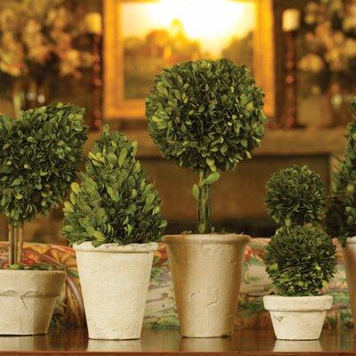 Three Posts™ Swader 8 - Piece Preserved Boxwood Topiary in Decorative Vase Set Ceramic | 7 H x 8 W x 8 D in | Wayfair OAWY6027 34400838