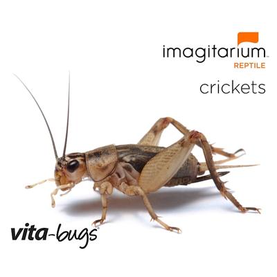 Vita-Bugs 3/8