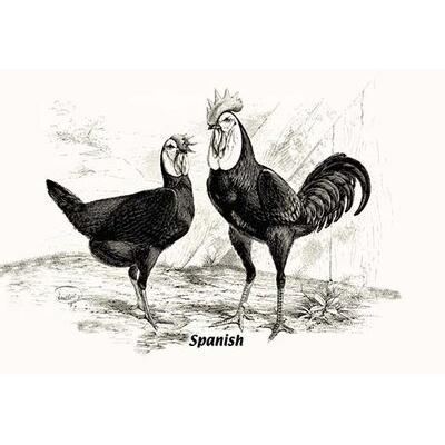 Buyenlarge Spanish (Chickens) - Unframed Graphic Art Print in Black/White | 24 H x 36 W x 1.5 D in | Wayfair 0-587-05641-xC2436