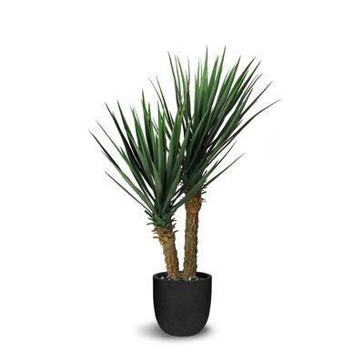 Bayou Breeze Rostrata Yucca Tree in Pot Silk/Plastic in Black, Size 39.0 H x 24.0 W x 39.0 D in | Wayfair E210010259744C5A9C1F1E6CD8B652B3