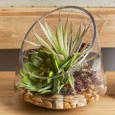 Brayden Studio® Succulent Arrangement w/ Sedum, Marginata & Cactus Glass/Plastic/Polysilk | 9 H x 8 W x 8 D in | Wayfair BYST6736 42474359