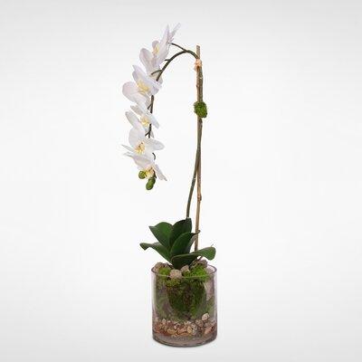 Primrue Phalaenopsis Orchid Floral Arrangement in Vase, Glass in Blue/White | 26 H x 10 W x 6 D in | Wayfair F839715BA12A4FB39E9C21B03E2AFA28