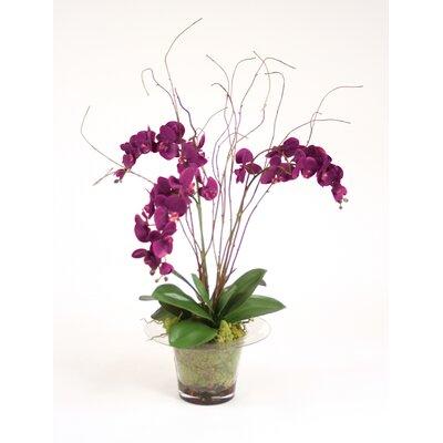 Distinctive Designs Silk Violet Orchid w/ Kiwi VInes, Birch Twigs & Preserved Orchid Bark in Glass Planter | 42 H x 27 W x 32 D in | Wayfair 7523