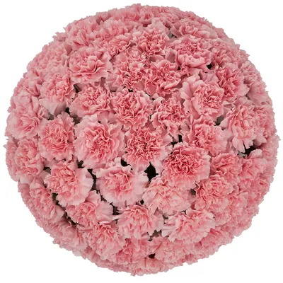 Carnations, Pink (50 stems)