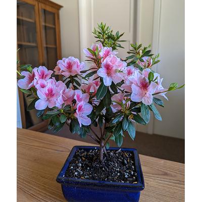 Specialty Plants Inc. Indoor Pre-Planted Plants Pink - Live Azalea Bonsai Tree