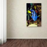 Trademark Fine Art 'Parrot Fish' by Kurt Shaffer Photographic Print on Wrapped Canvas Canvas | 24 H x 16 W x 2 D in | Wayfair KS111-C1624GG