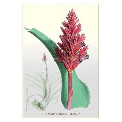 Buyenlarge The Many-Spiked Billbergia Graphic Art in Green/Red | 36 H x 24 W x 1.5 D in | Wayfair 0-587-11545-9C2436