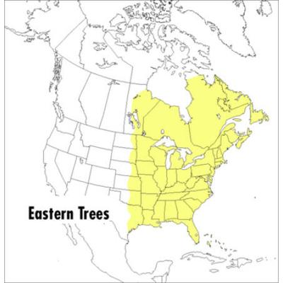 A Peterson Field Guide To Eastern Trees: Eastern United States And Canada, Including The Midwest
