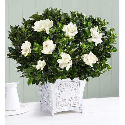 1-800-Flowers Plant Delivery Grand Gardenia Large | Happiness Delivered To Their Door