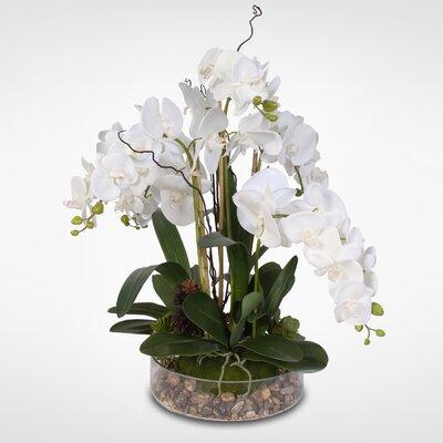 Primrue Cia Phalaenopsis Orchid Floral Arrangement in Pot, Glass in White, Size 26.0 H x 24.0 W x 24.0 D in | Wayfair